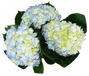 blue hydrangea stem