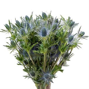 blue eryngium, blue flowers